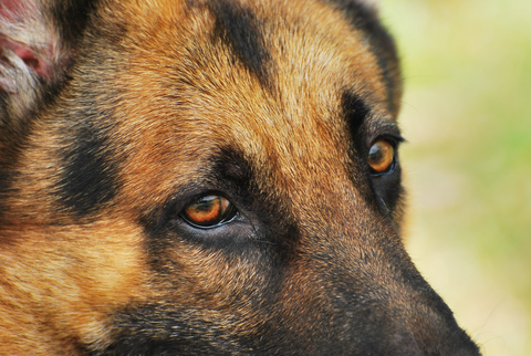 dog bit victim columbus