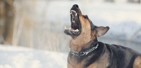 dog bite attorney columbus ohio