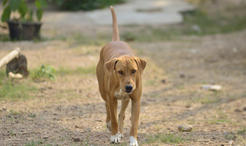 dog bite victim columbus