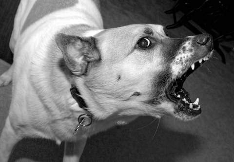 Photo of an angry dog with mouth open and facing left